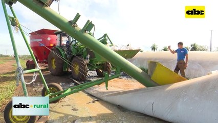 Video: engorde de bovinos con maíz a grano entero y concentrado