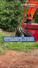 Tamanduá-bandeira é resgatado pelos bombeiros em Elói Mendes