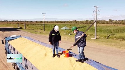 Video: arroz ya ingresó más de US$ 300 millones este 2023