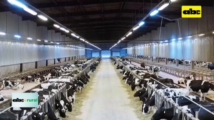 Video: les mostramos el tambo mas grande del Brasil