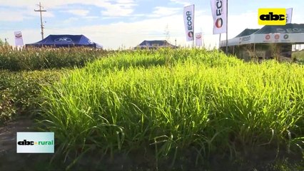 Video: Ideagro y la Mesa de Carne Sostenible preparan encuentro en el Chaco