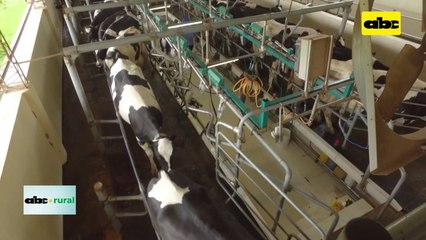 Video: equipo limpiador de tetillas de vacas lecheras