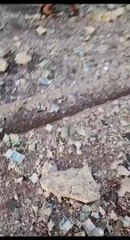 Gente juntando billetes del transportador de caudales de Prosegur reventado durante asalto en Itaipúa