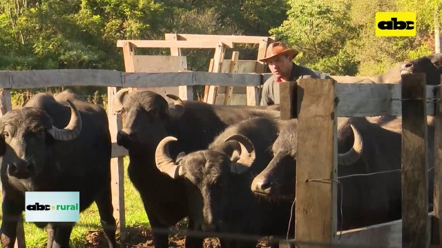 Video: cría de búfalos en Paraguay y sus interesantes ventajas