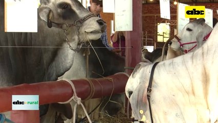 Video: Expo Pioneros invita a participar con descuentos