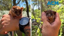 Baby ringtail possum rescued by zoo
