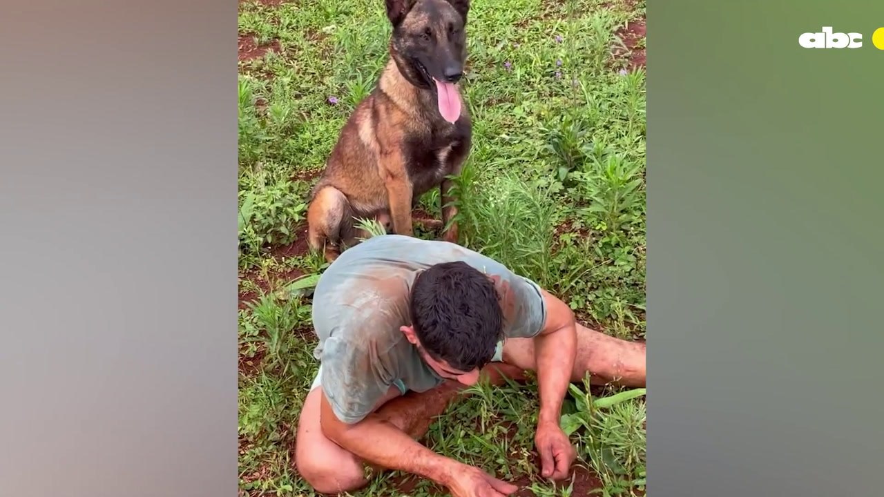 Ciro: el perro "héroe" que atrapó a un ladrón