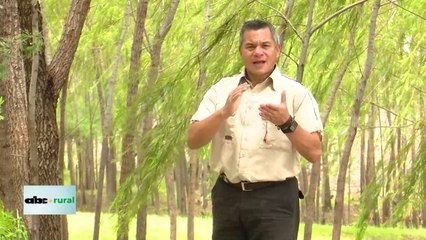 Video: suelos alfisoles y fertilización en cultivos forestales