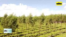 Video: Cooperativa Volendam tomó la bandera de la producción forestal