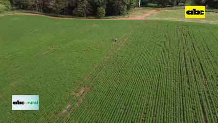 Video: producción amigable con el medio ambiente en Colonia Yguazú