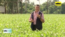 Video: ventajas agronómicas y económicas con el uso de semillas legales