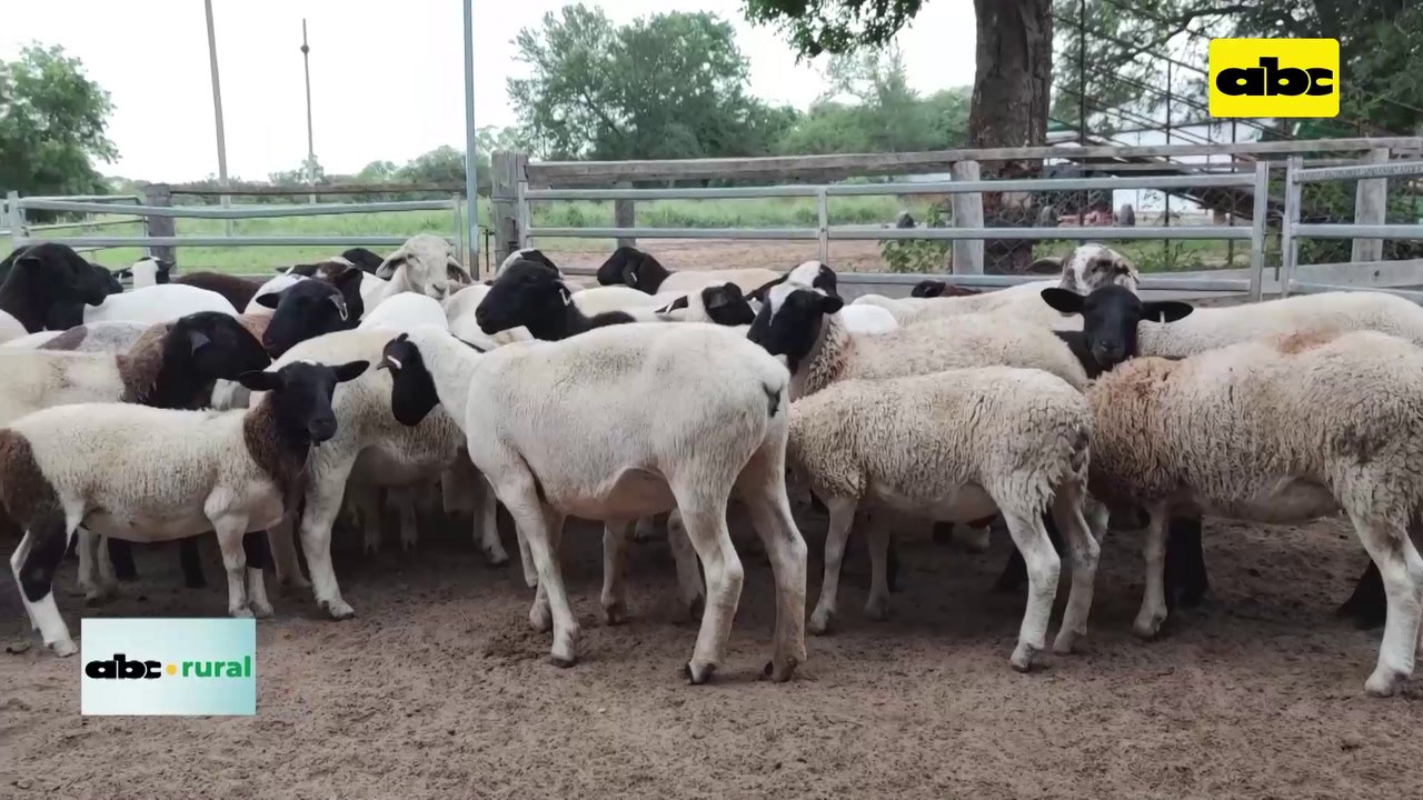Video: habilitada la importación de semen ovino...