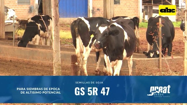 Video: Viceministerio de Ganadería y su trabajo con productores lecheros