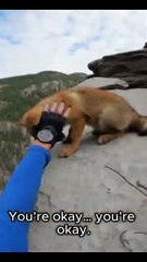 🌟 ¿Alguna vez has salvado a un animal en peligro? 🦊💔