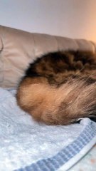 👀 Do You Dare Look Me in the Eyes? | The Cutest Staring Kitty 😼