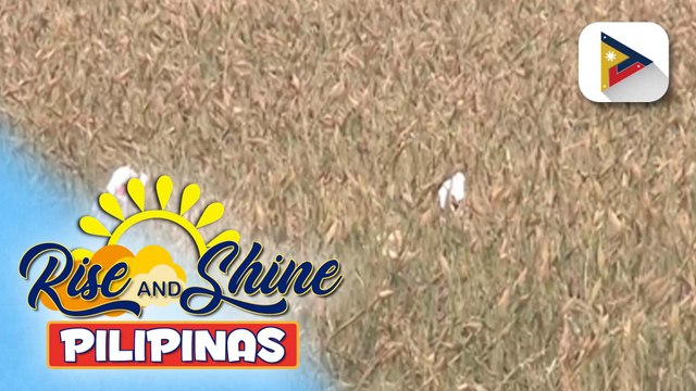 D.A., tututukan ang pagpapalakas sa ani ng mais at iba pang feed crops; Philippine White Corn Industry Roadmap 2024-2029, nakalatag na | ulat ni Vel Custodio