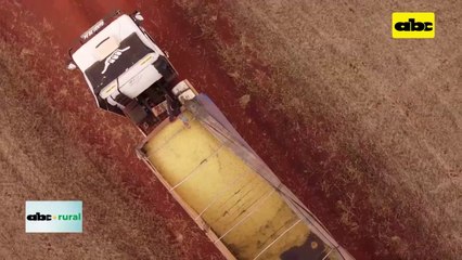 Video: USDA dice que Paraguay podría superar las 10 millones de toneladas de soja