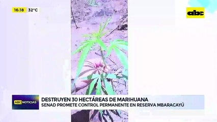 Video: destruyen 30 hectáreas de marihuana
