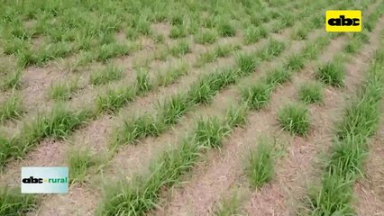 Video: responden sobre acción de biológicos en el calor y alta infestación de plagas
