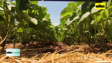 Video: presentaron variedad de soja de BASF