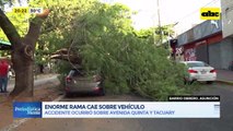 Video: enorme rama cayó sobre un vehículo estacionado en barrio Obrero