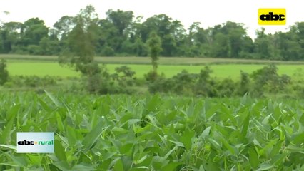Video: cobertura es el camino en suelos arenosos de Volendam