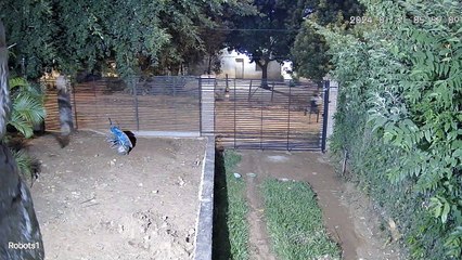 Hurto domiciliario en el barrio Caaguazú de Ñemby