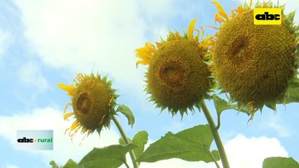 Video: UPL presentó nuevas variedades de girasol