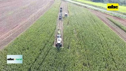 Video: FAO destaca que se producen alimentos en el mismo espacio