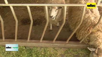 Video: método famacha para identificar parasitosis en ovinos