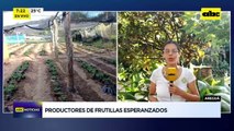 Video: Productores de frutilla esperanzados