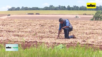Video: uso de mix de abonos verdes para recuperar y mejorar el suelo