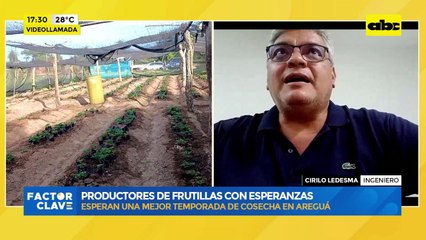 Productores de frutillas con esperanzas: esperan una mejor temporada de cosecha en Areguá