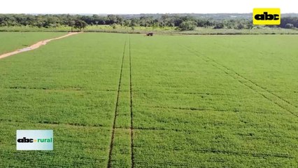 Video: posicionamiento de fungicidas, y no fallar en días de aplicación
