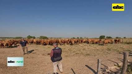 Video: resultado del mejoramiento genético en vacas primerizas tipo Brangus