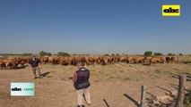 Video: resultado del mejoramiento genético en vacas primerizas tipo Brangus
