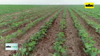 Video: Corteva prepara novedades para productores en 2024