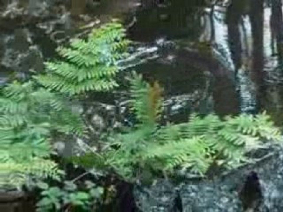 Bassin dessableur dans les Landes (mai 2008)