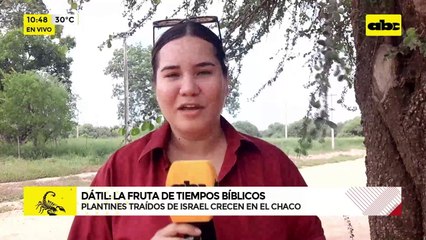 Dátil, una “fruta bíblica” que crece en el árido Chaco paraguayo