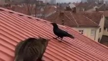 cat funny video catching the crow