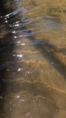 Nutrias en el Parque Guasu