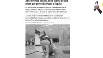 Murió Akira, agente canina de la Senad