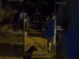 Batalla Campal Entre Vecinos Del Barrio Puerto Botánico En La Noche Del Lunes