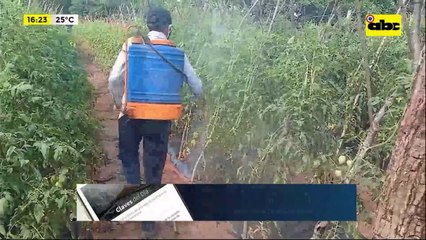 Video: cambio climático afecta a productores de tomate