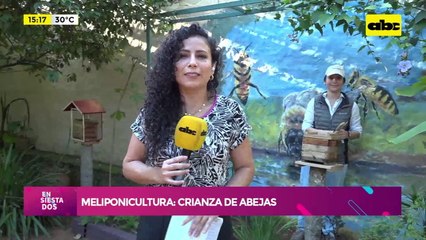 Meliponicultura: crianza de abejas sin aguijón