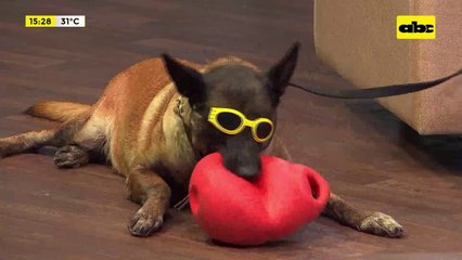 Adiestramiento canino: educación y estímulo