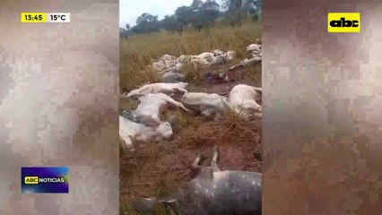 Video: muerte de animales vacunos en Horqueta