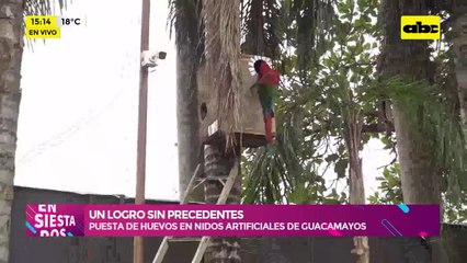 Un logro sin precedentes: la puesta de huevos en nidos artificiales de guacamayos