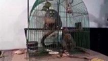 Piden refugio para “monos nocturnos” rescatados