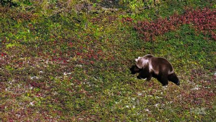 Cosmos: Uma Odisséia do Espaço-Tempo - Temporada 01 - Episódio 02 - Algumas das Coisas que Fazem as Moléculas